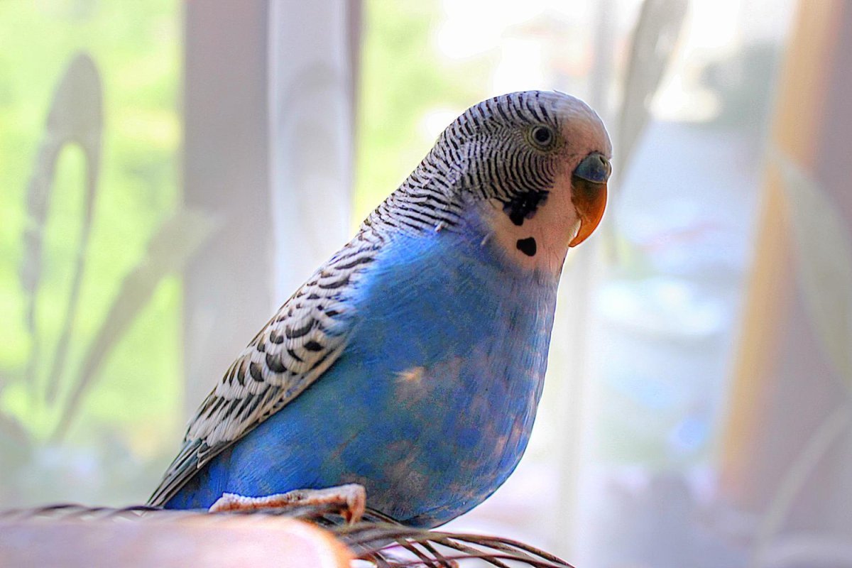 Волнистый попугайчик синий