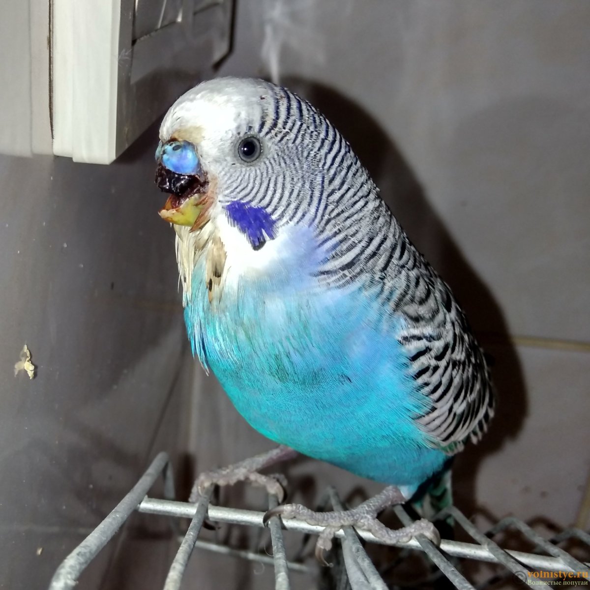 Кобальтовый волнистый попугай