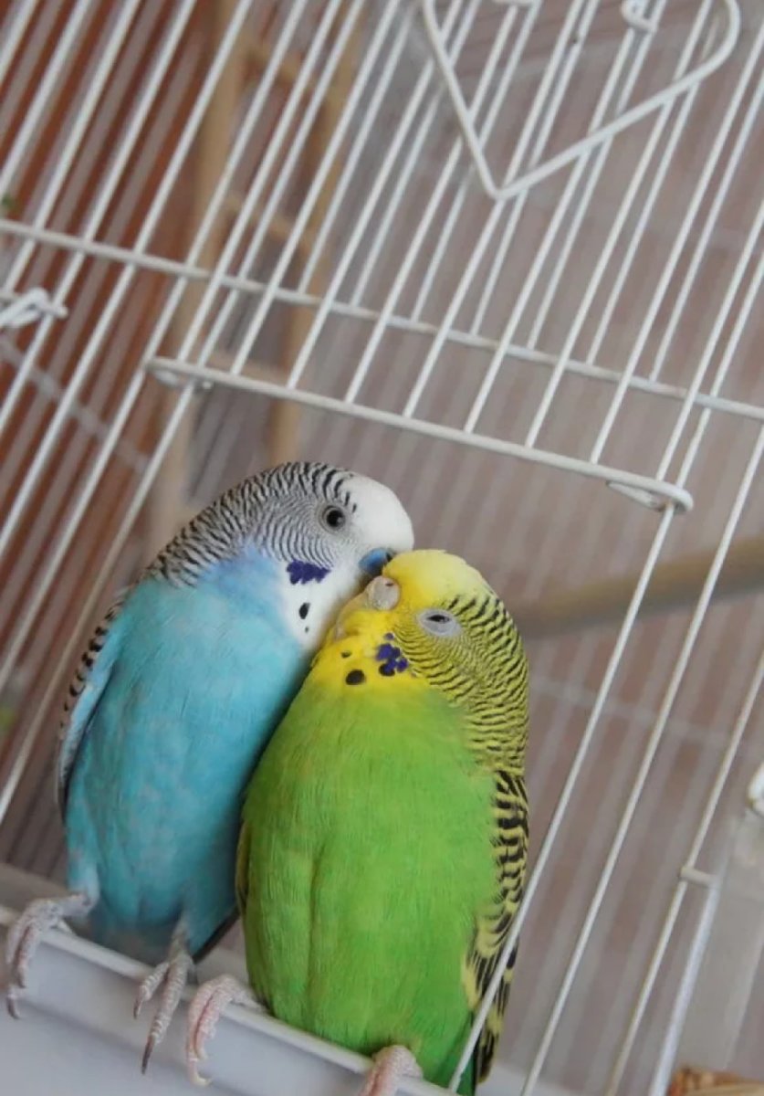 Неразлучник и волнистый попугай