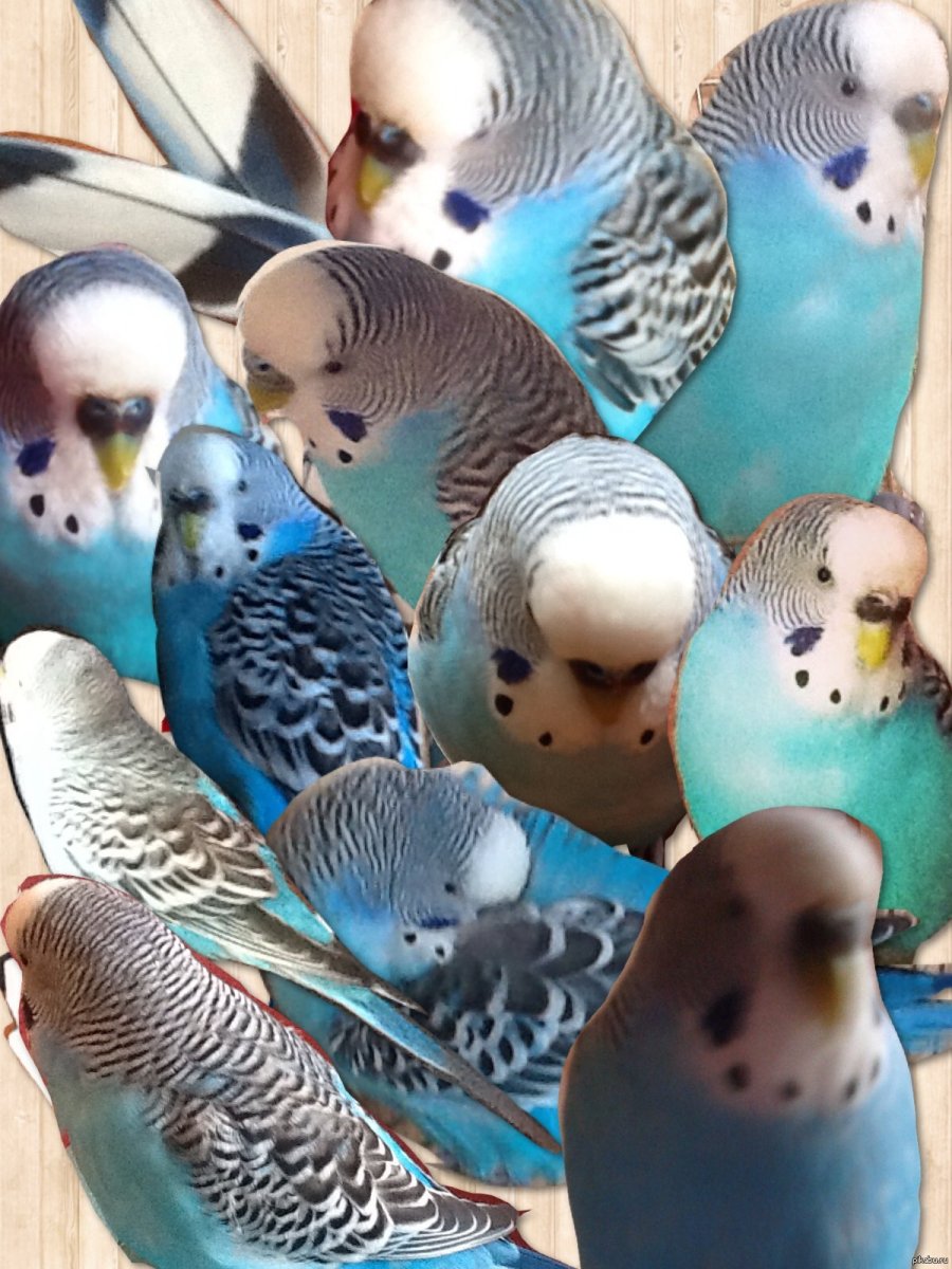 Пинто волнистый попугай