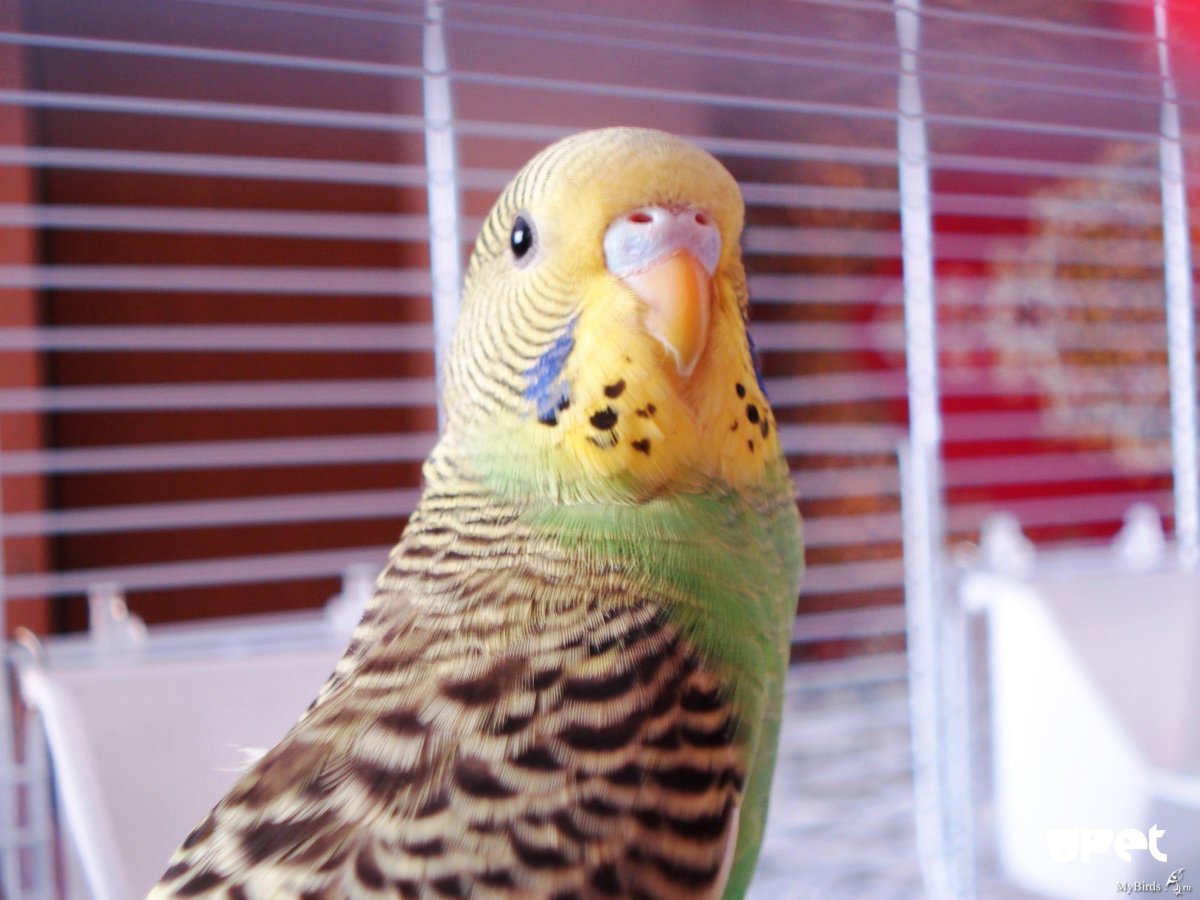 Попугай девочка