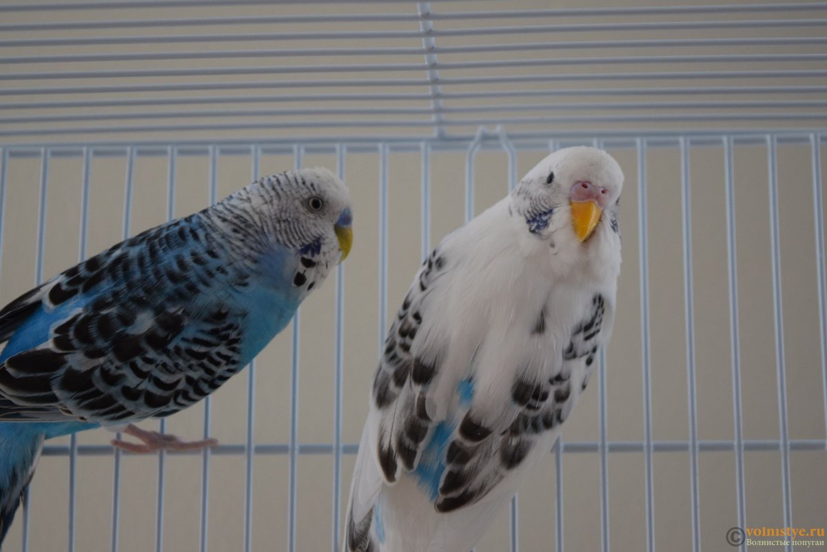 Волнистый попугай окраса Пинто