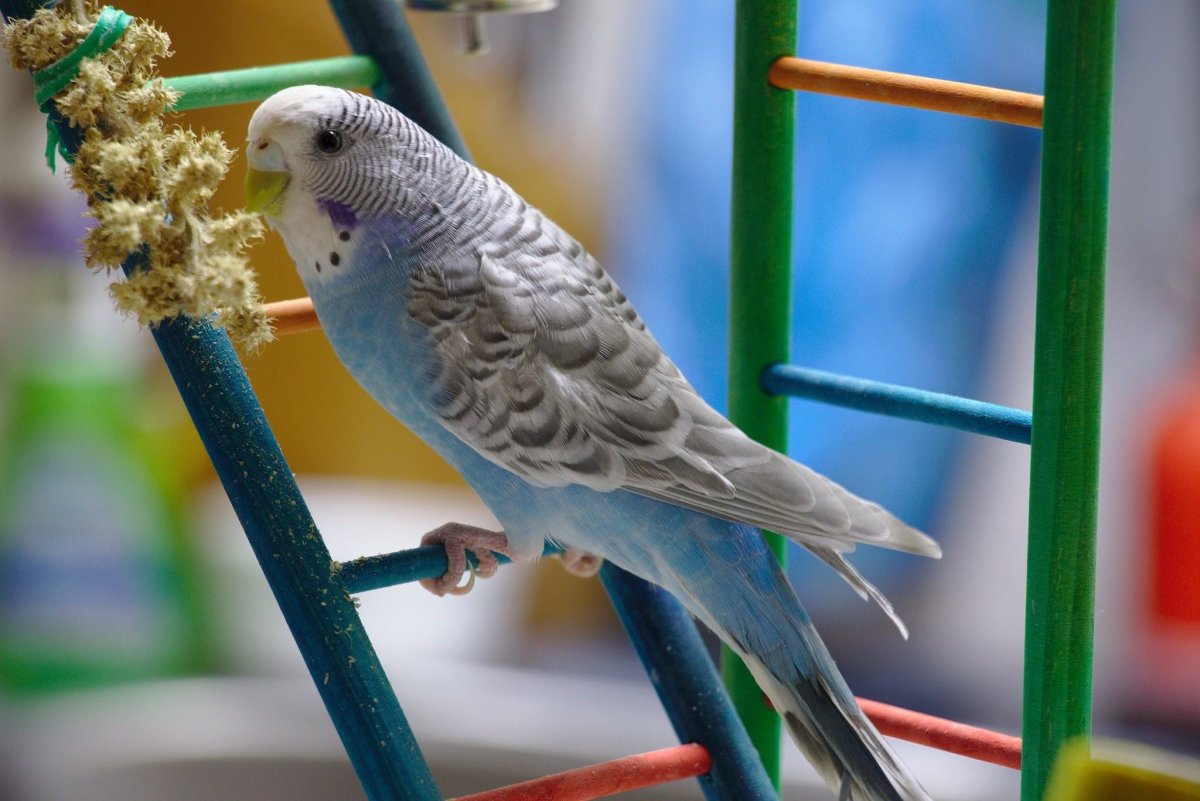 Волнистый попугайчик голубой