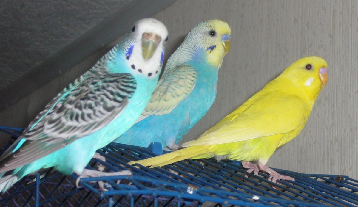 Волнистый попугайчик окрасы