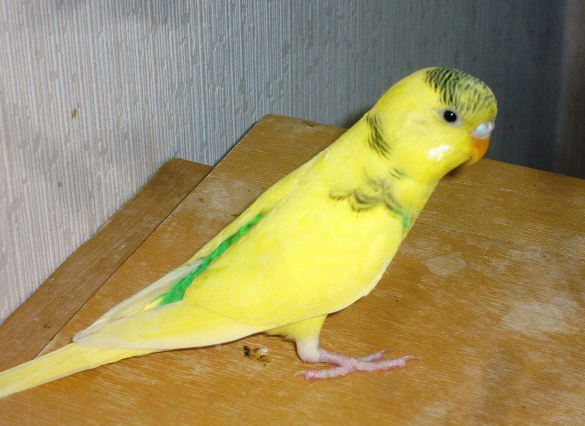 Волнистые попугайчики расцветки