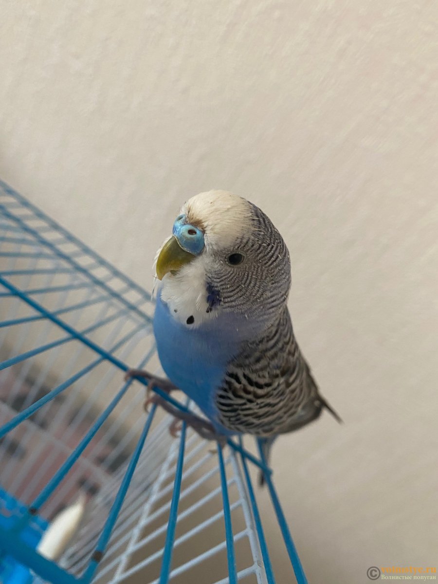 Волнистые попугаи для ВП