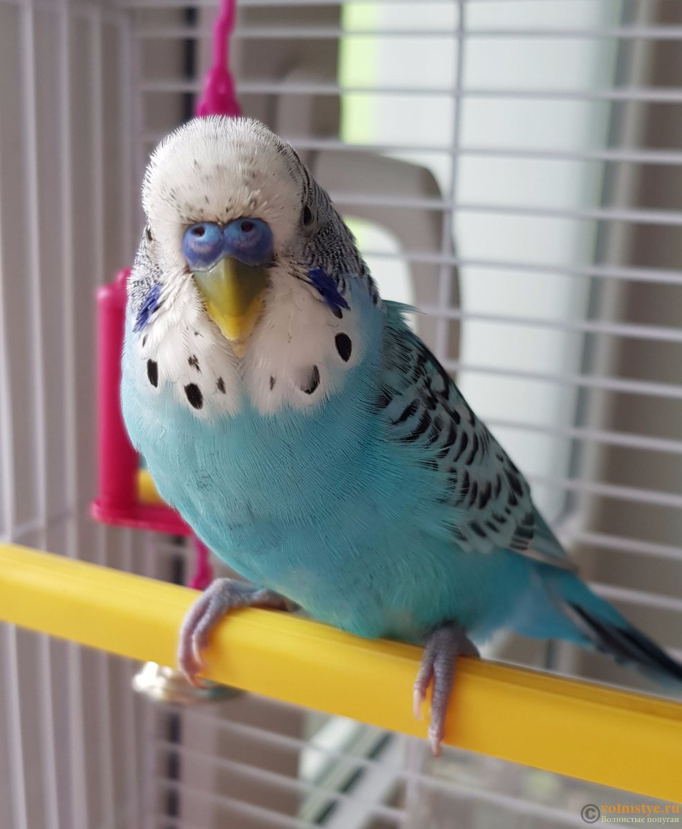 Волнистый попугай