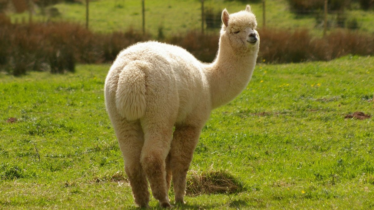 Ламы альпаки викуньи