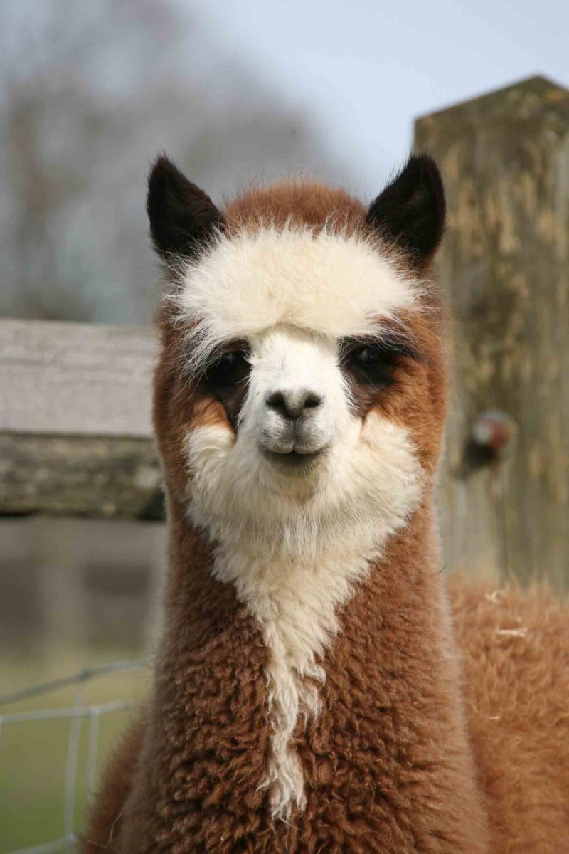 Джейкоб альпака