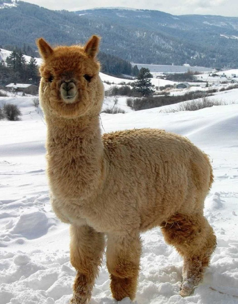 Лама гуанако