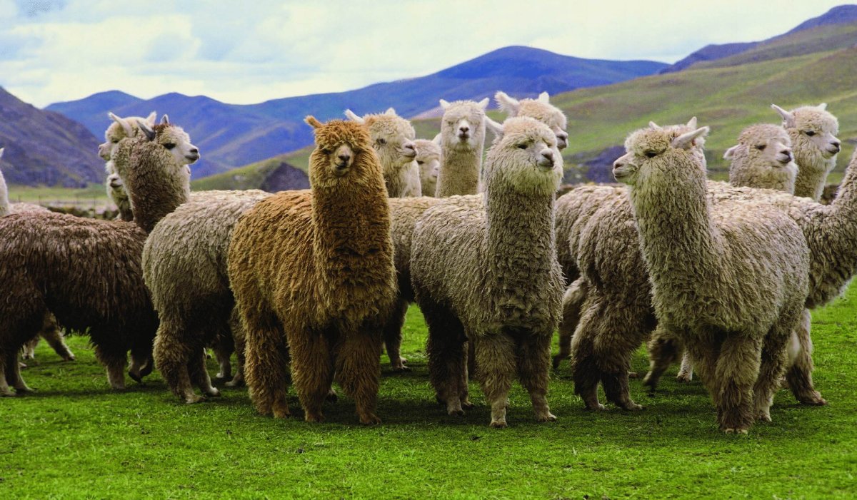Перу лама альпака