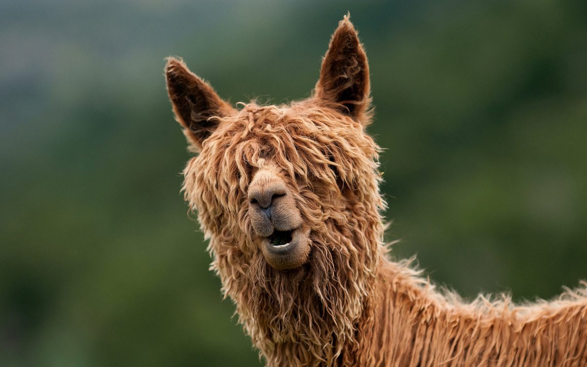 Лохматое животное