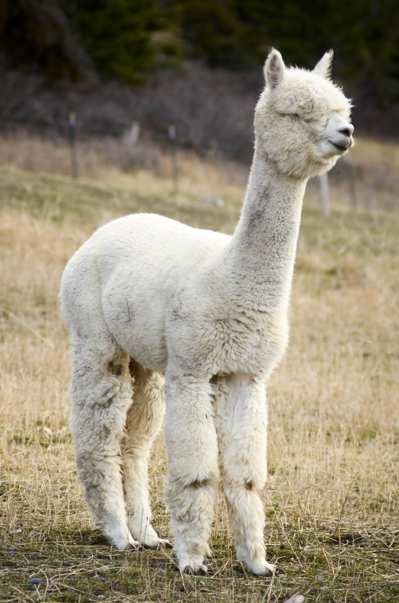 Лама Викунья