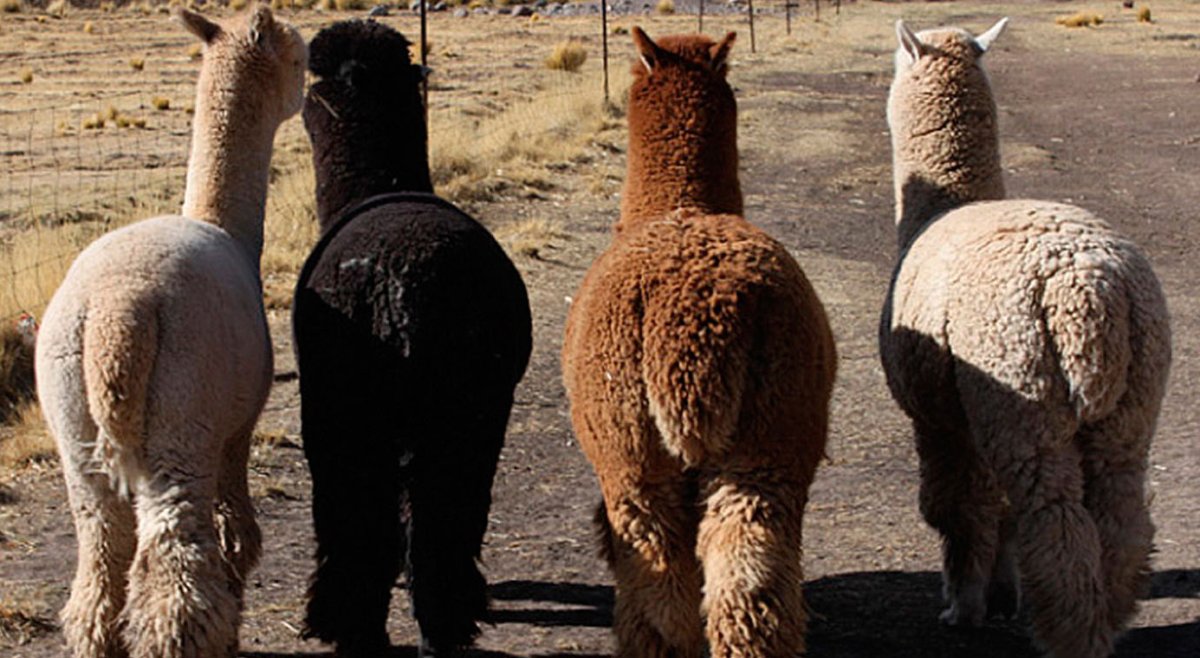 Альпака сзади