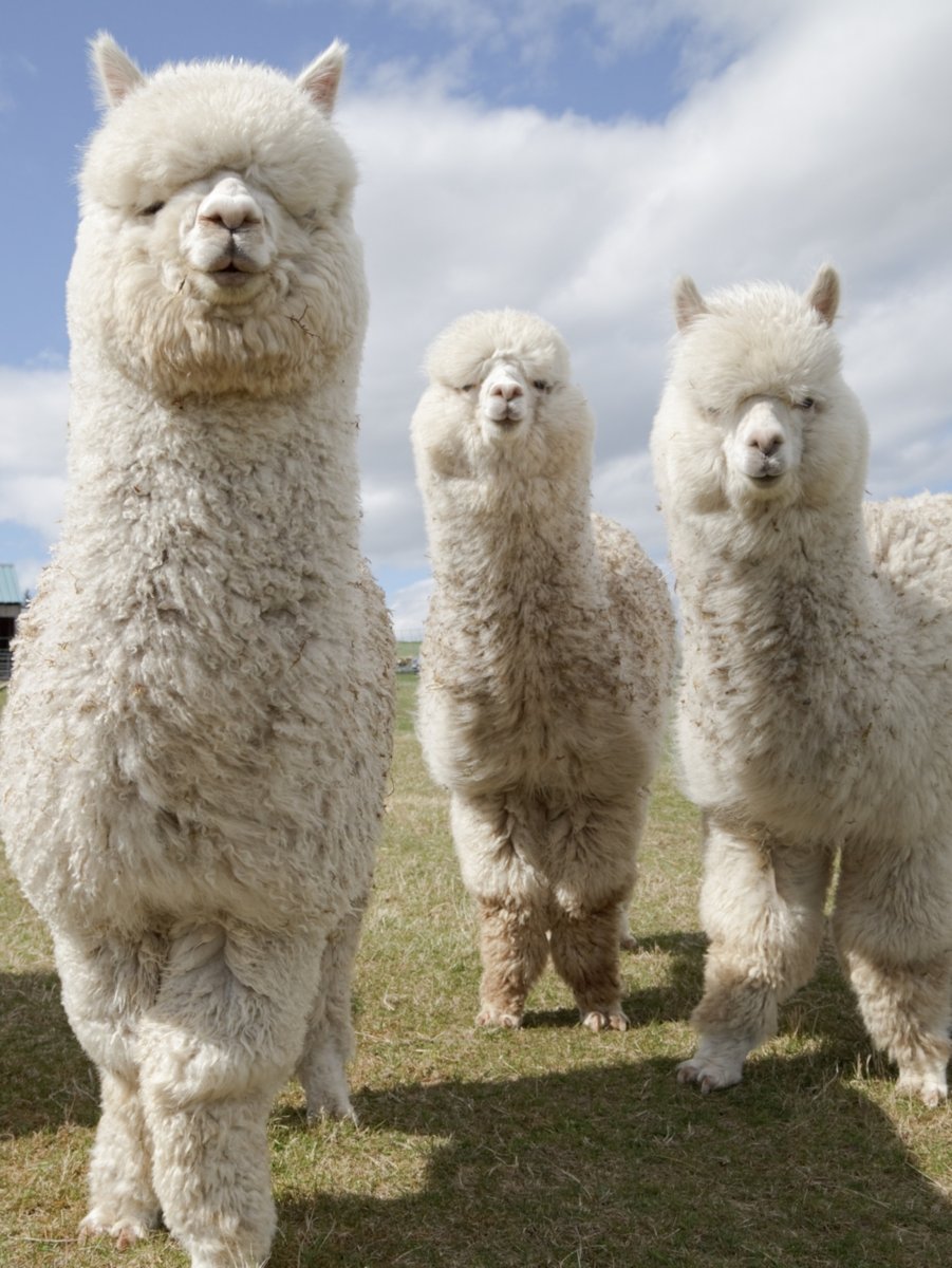 Альпака белая