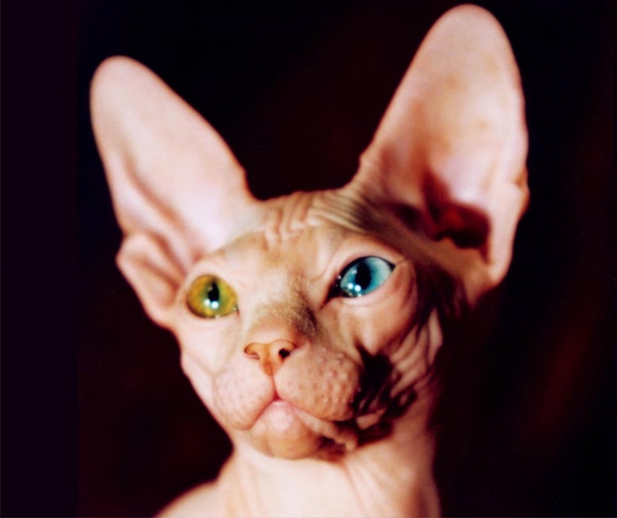 Мимика сфинксов