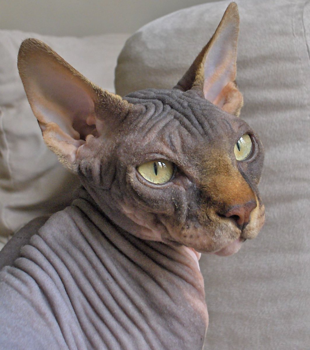 Кот сфинкс морда