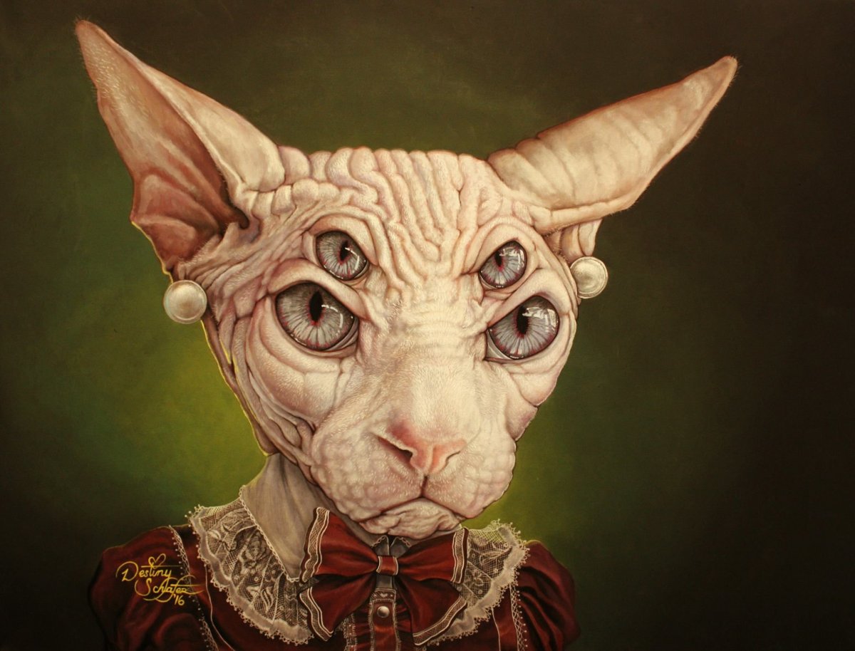 Донской сфинкс Эльф