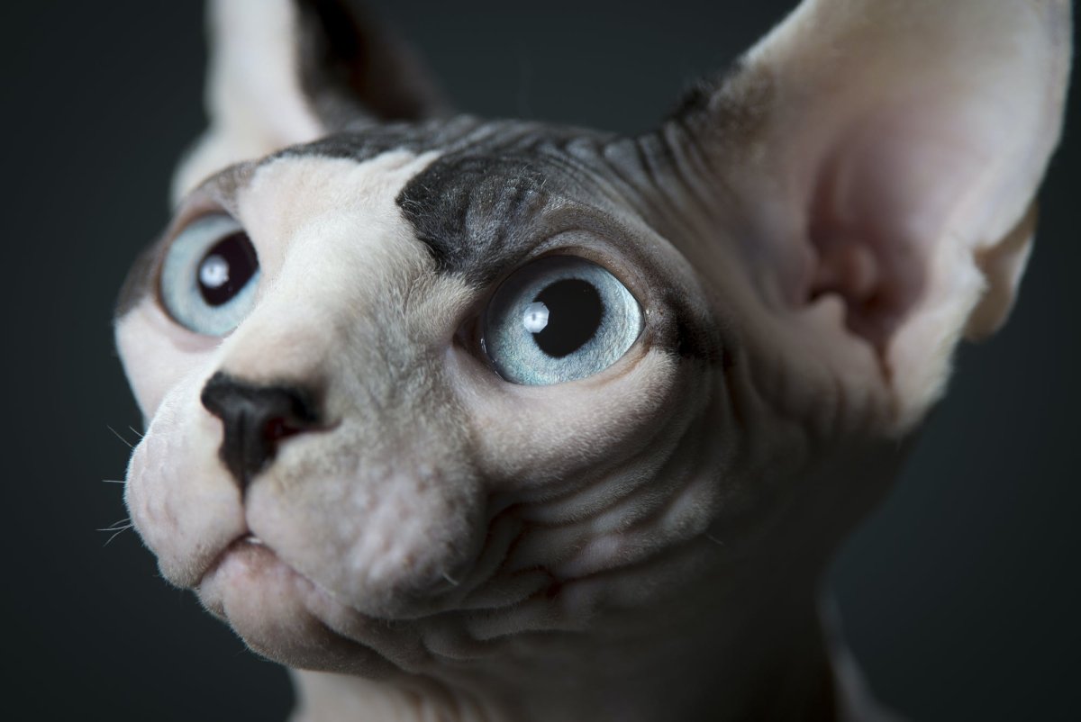 Мордочка сфинкса