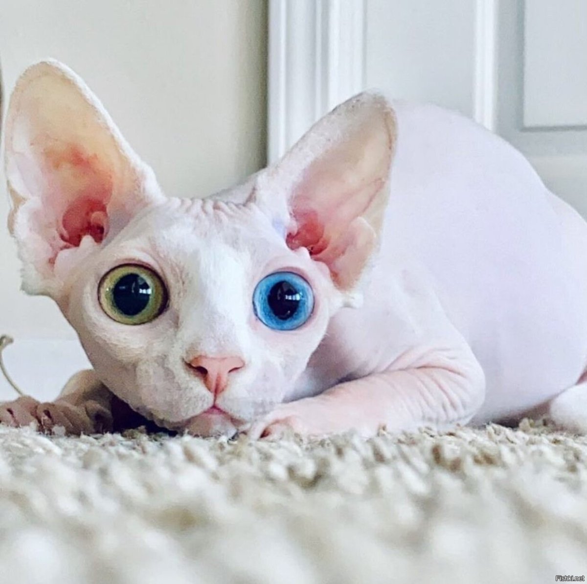 Сфинкс кошка белая