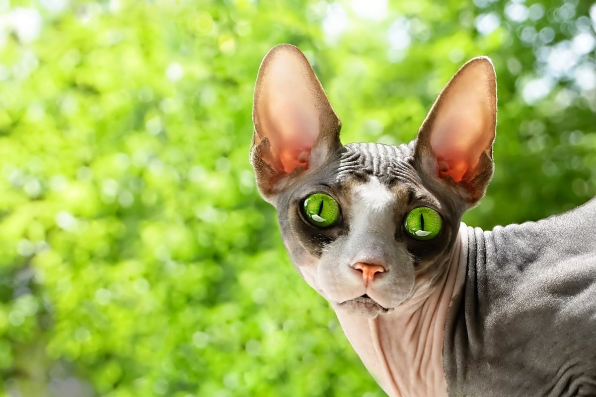 Канадский сфинкс