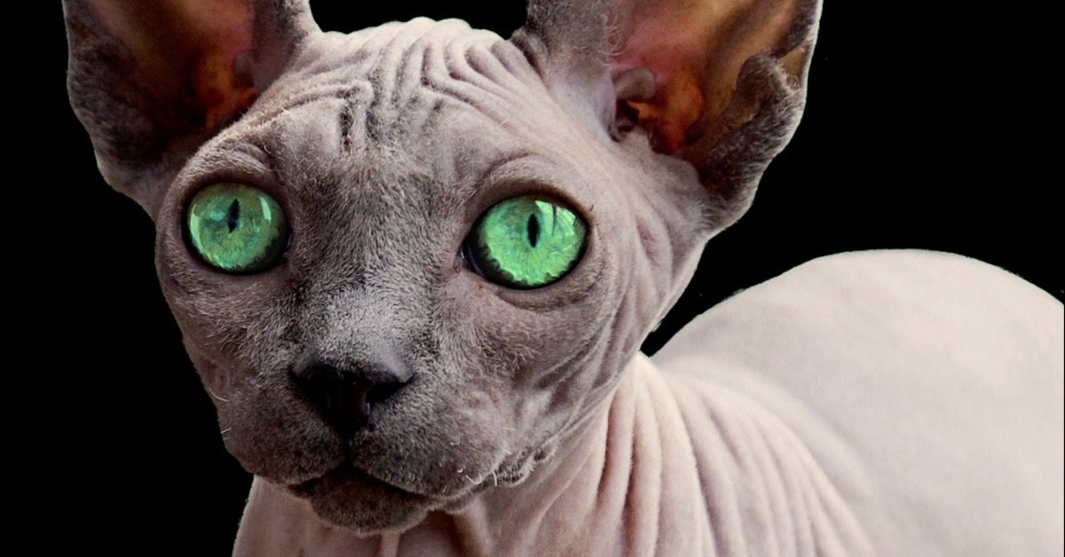 Зовут Маркиз порода сфинкс