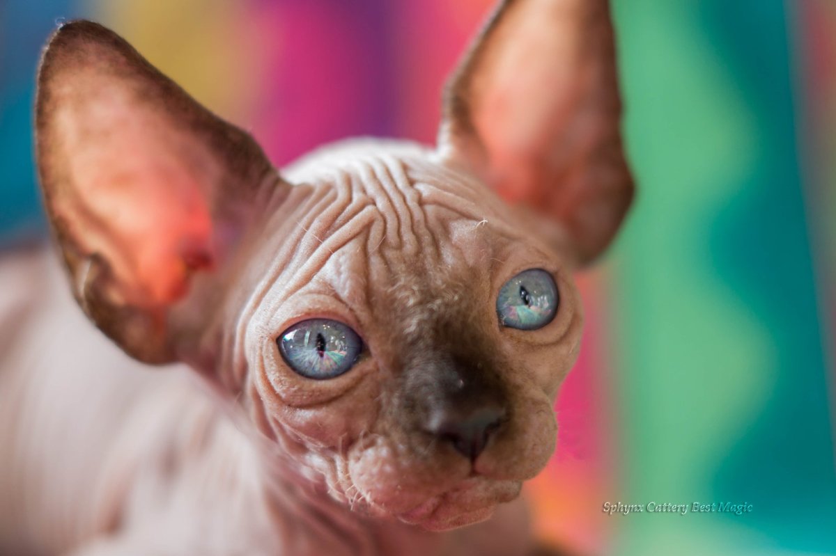 Сфинкс тигровый