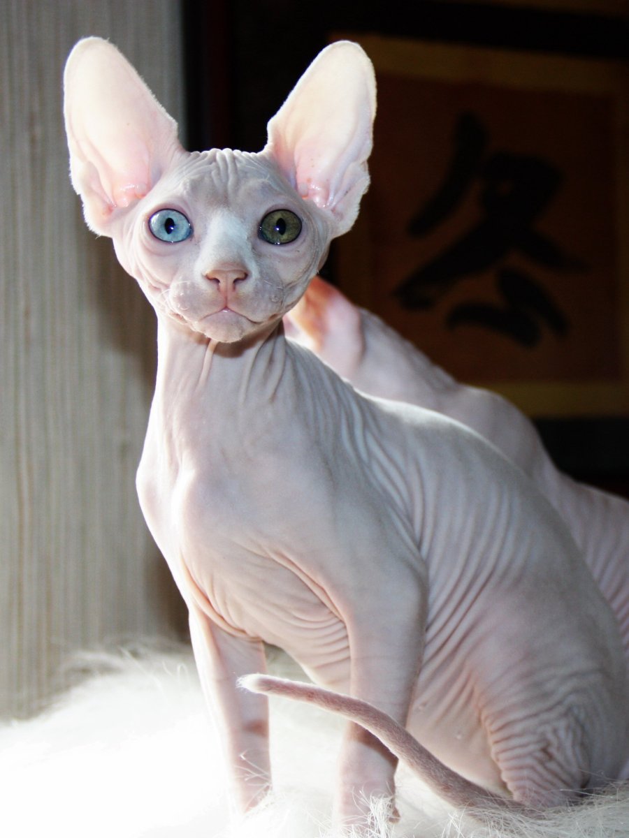 Канадский сфинкс белый