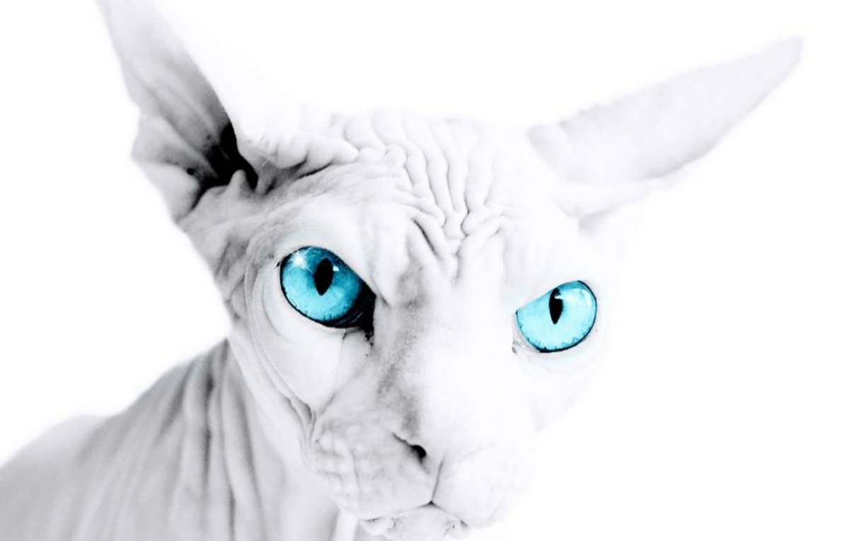 Белый сфинкс с карими глазами