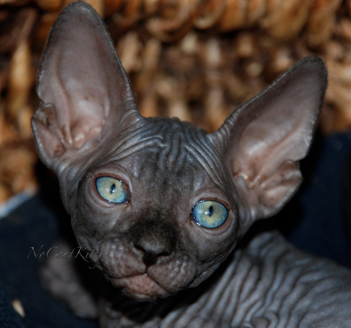 Черный канадский сфинкс с голубыми