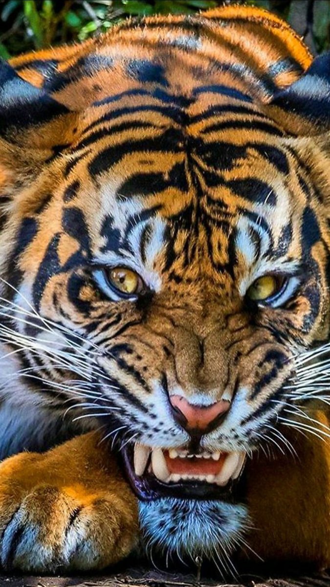 Уссурийский тигр оскал