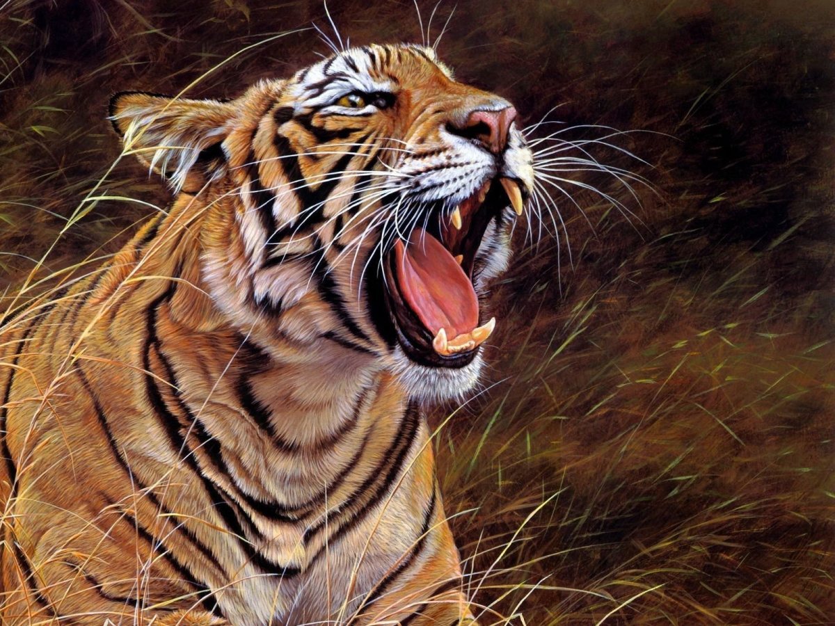 Картина тигр рычит
