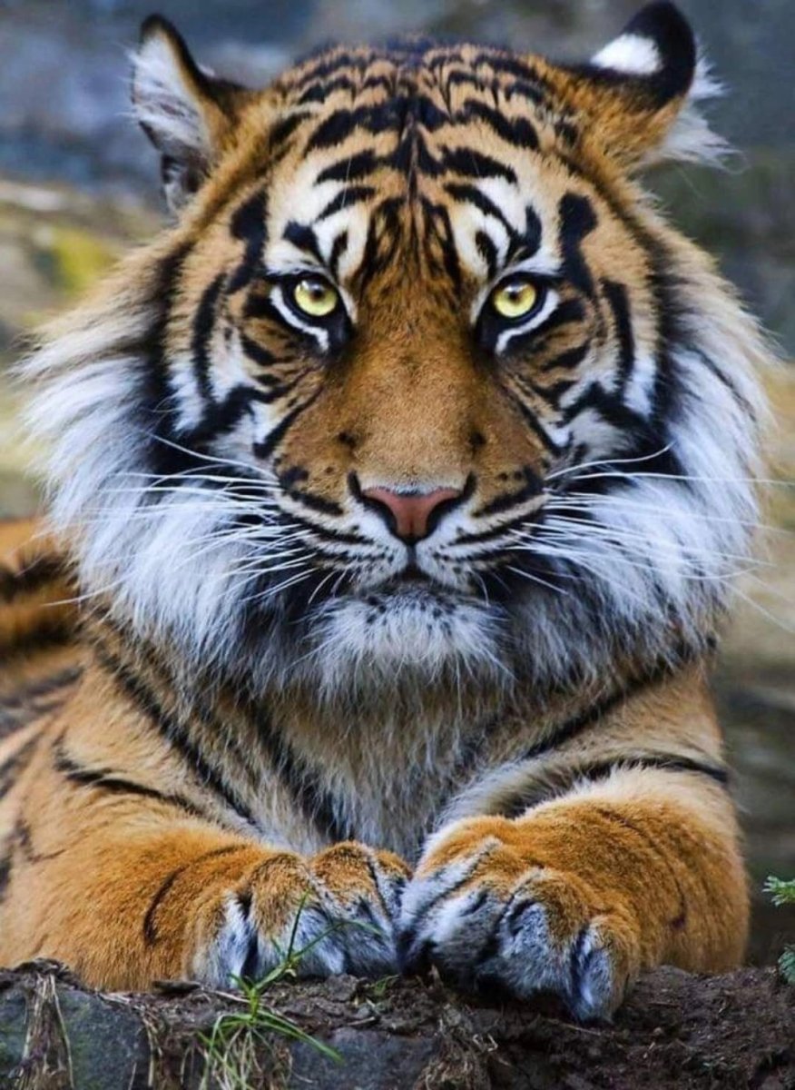 Могучий тигр