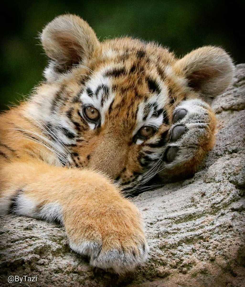 Красивый Тигренок