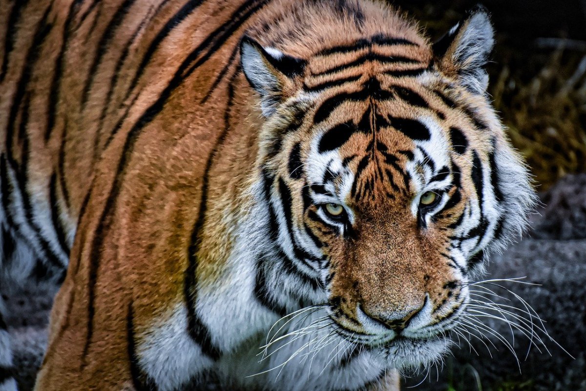 Фото тигра на аватарку