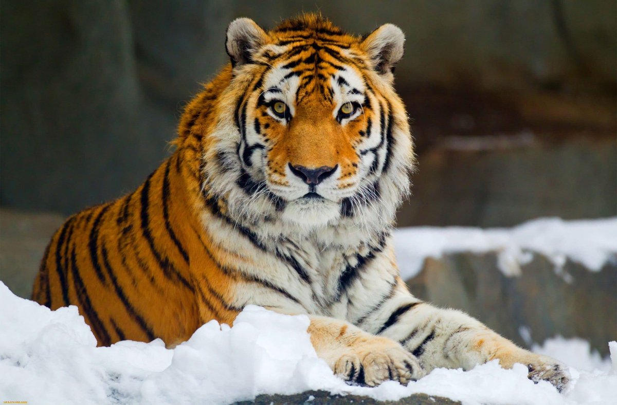 Амурский (Уссурийский) тигр