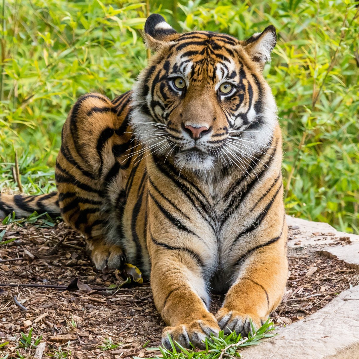 Красивый тигр