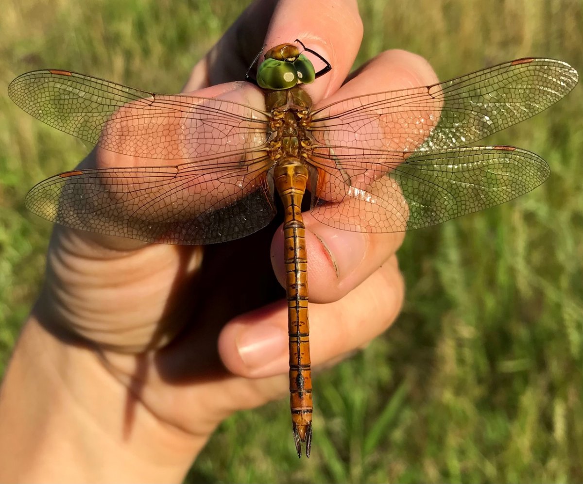 Коромысло рыжеватое
