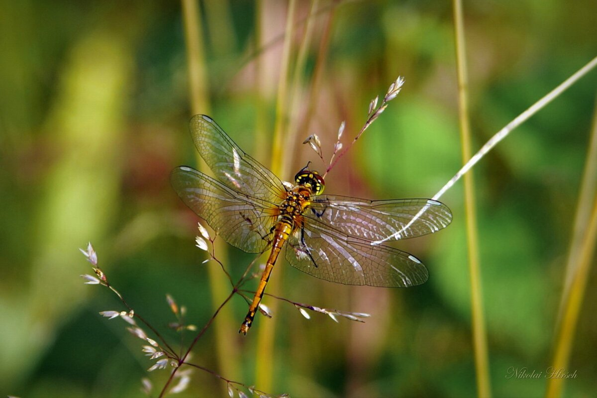 Стрекоза Радужница
