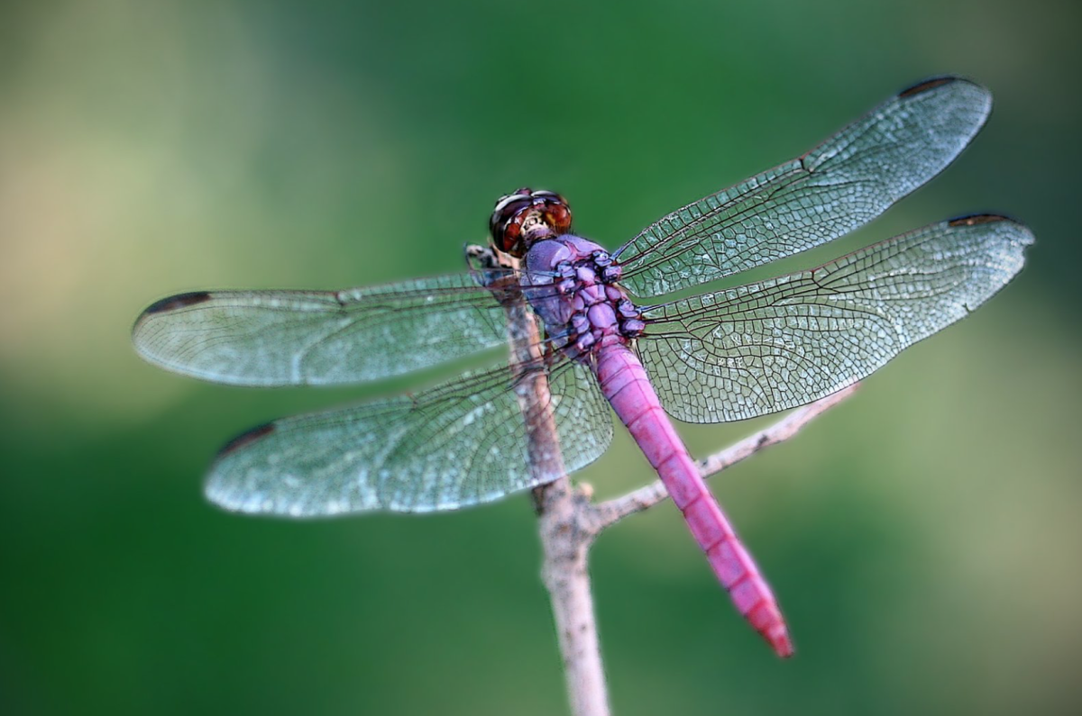 Стрекозы разных цветов