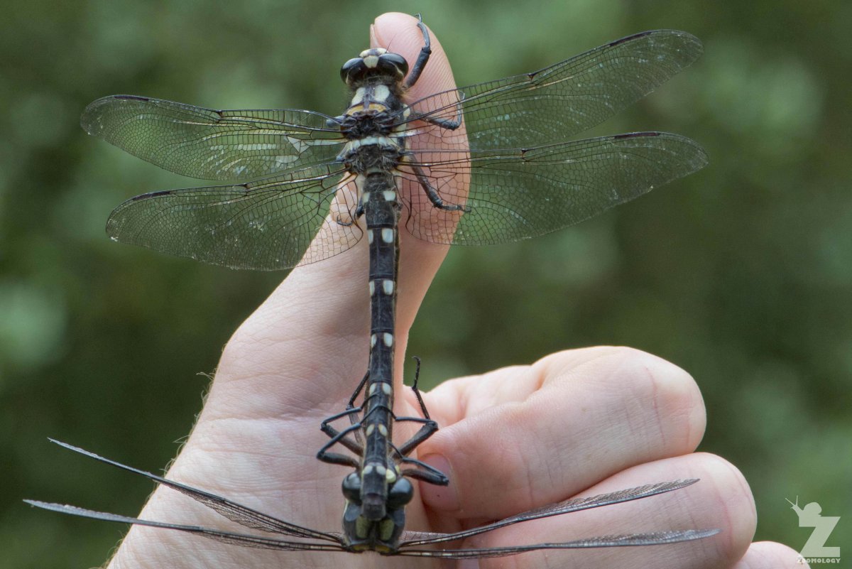 Стрекоза гигант