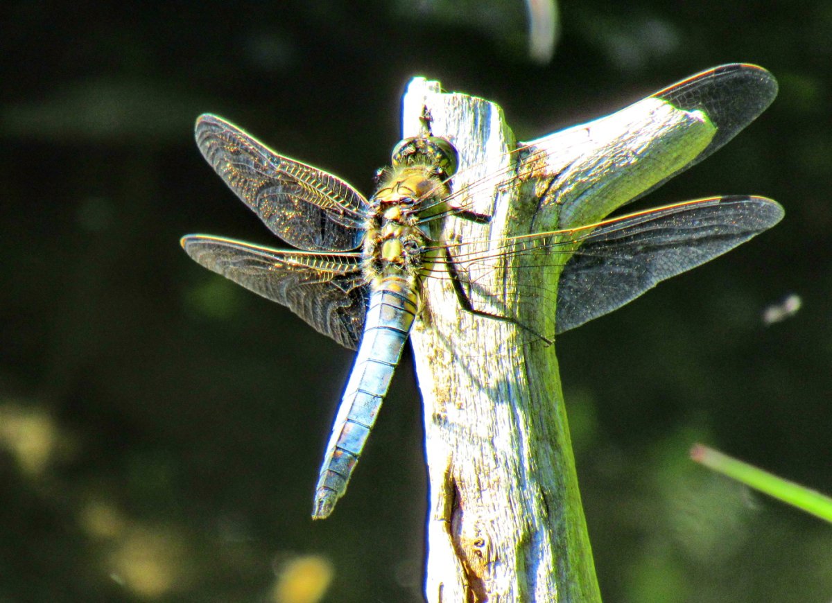 Стрекозлик