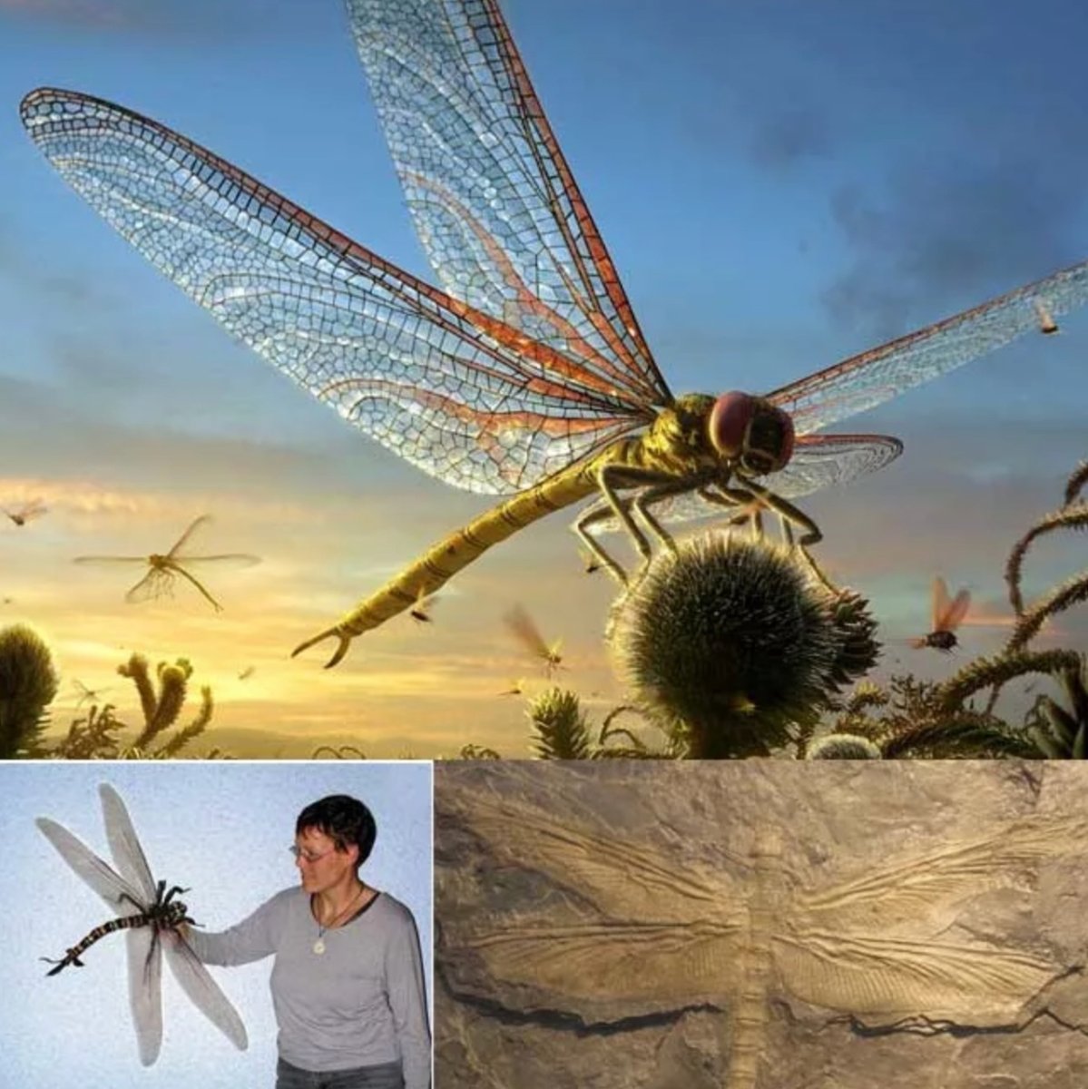 Гигантская Стрекоза Меганевра