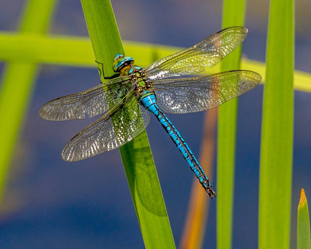 Дозорщик-Император (Anax Imperator)