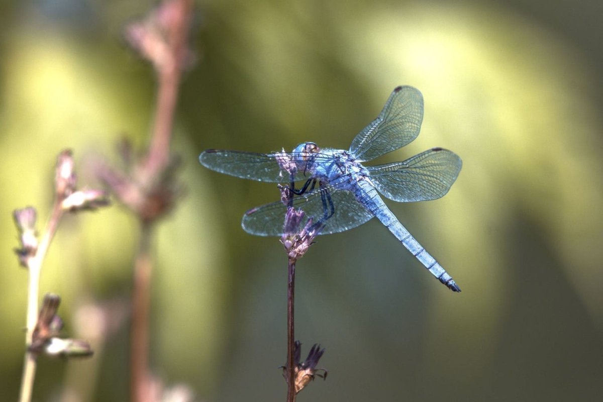 Стрекоза Громовик