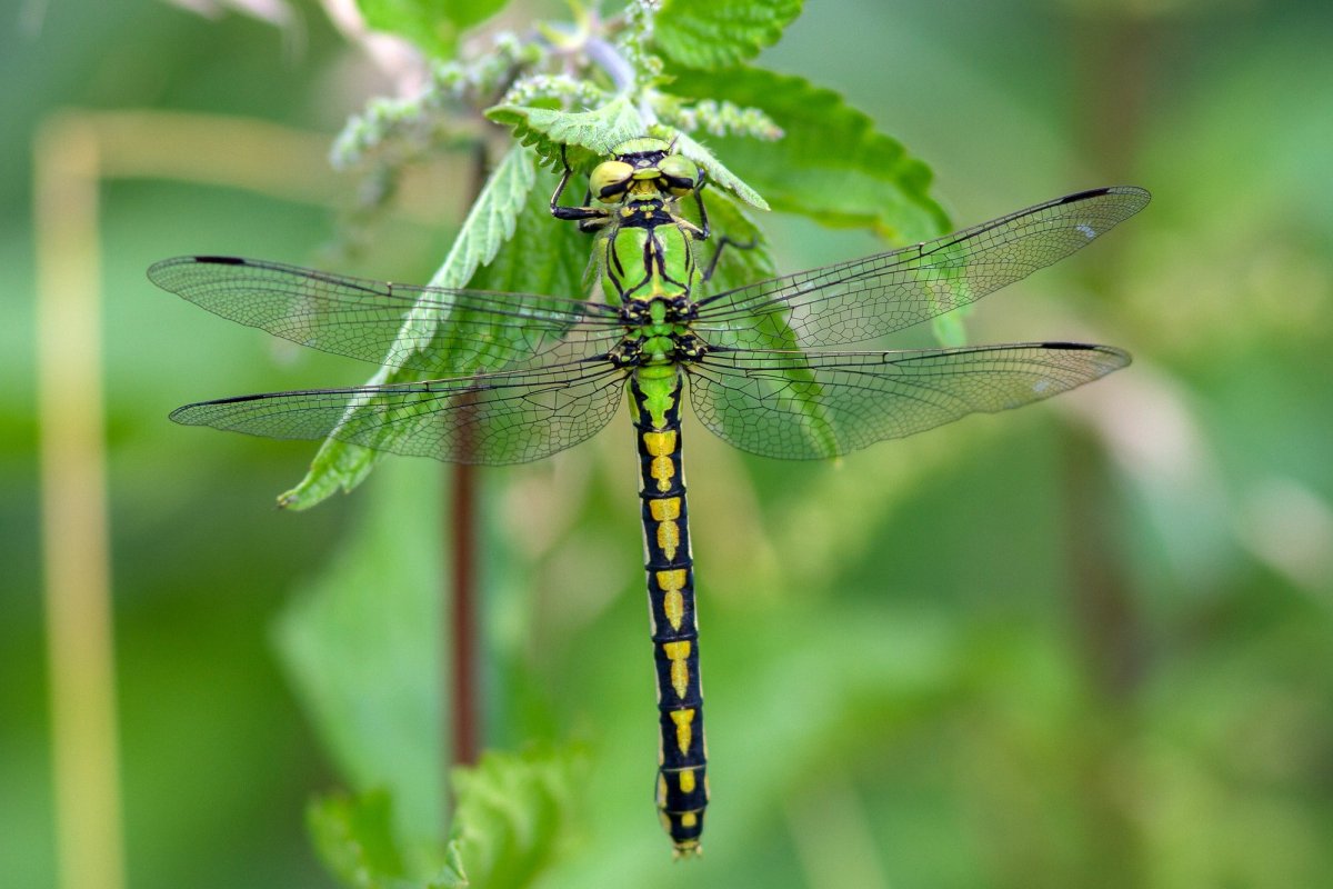 Стрекоза дедка обыкновенный