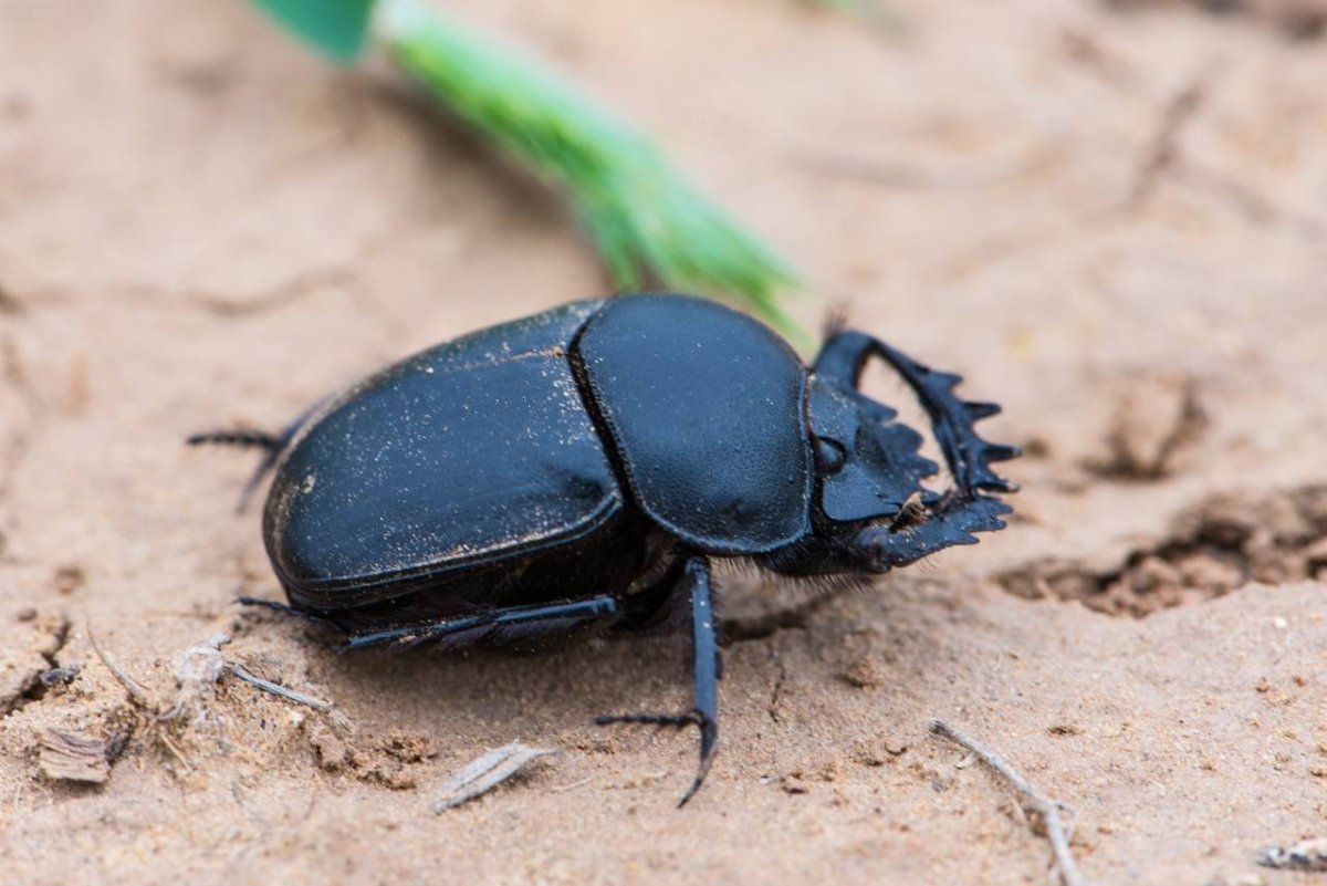 Священный Жук скарабей