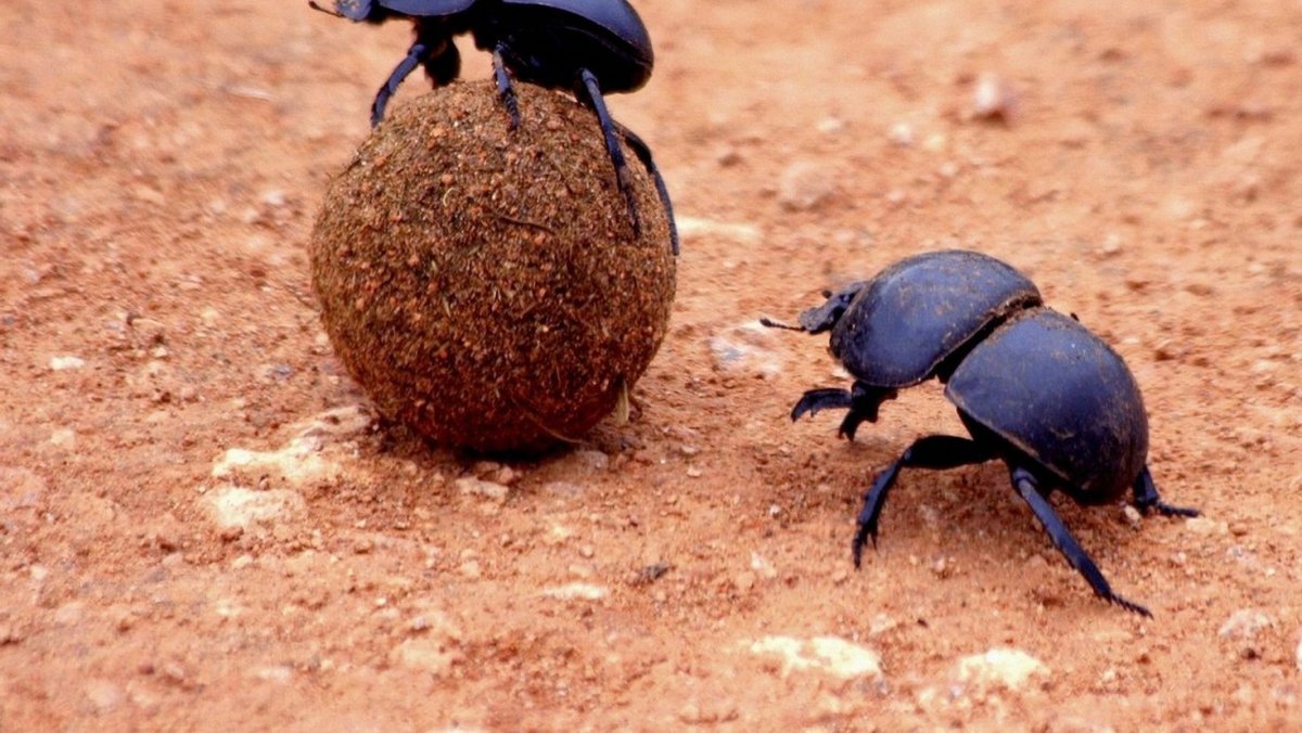 Жук пустыни Намиб