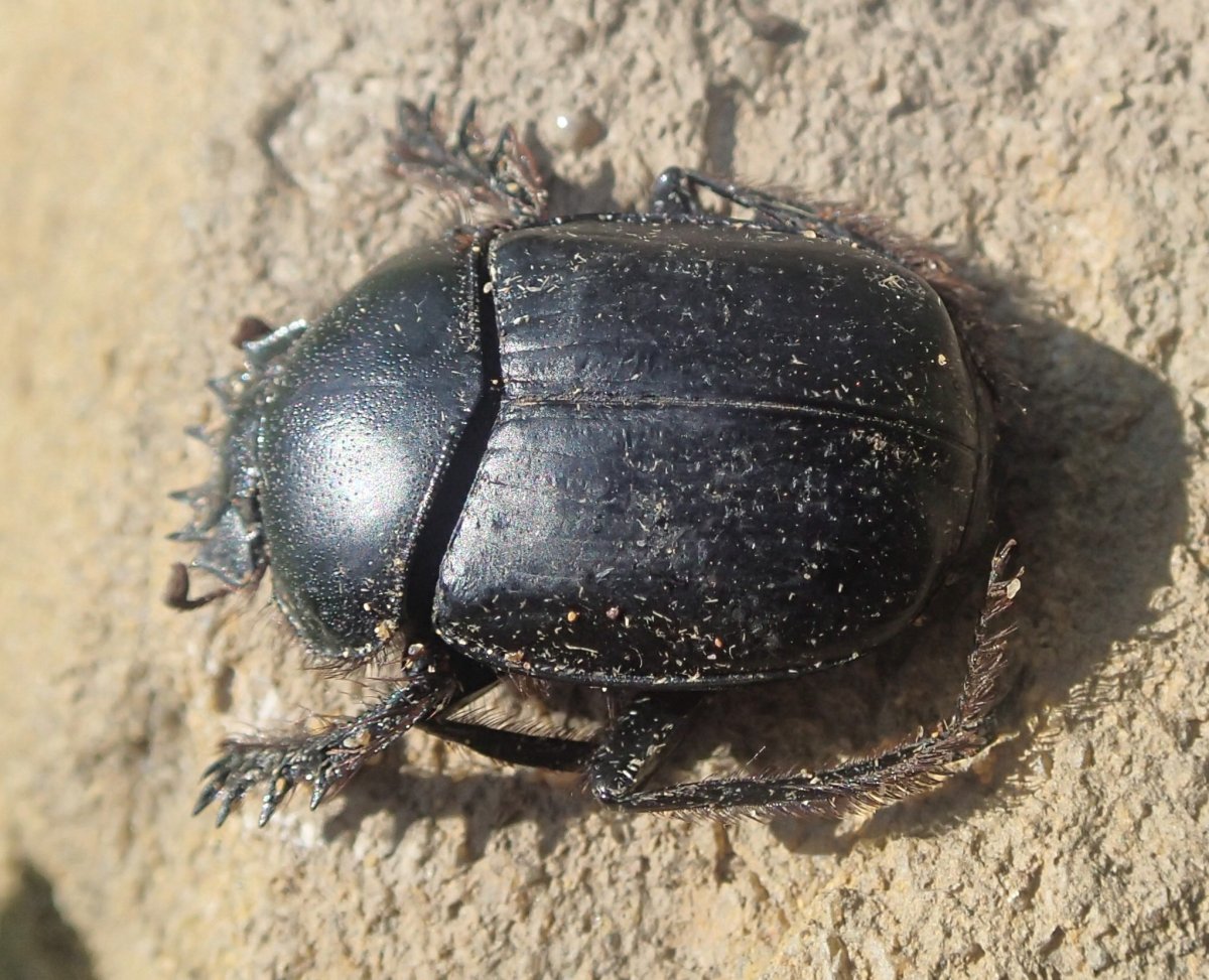 Скарабей Кузбасс