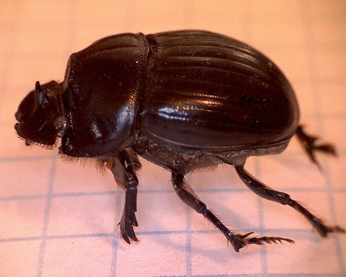Скарабей коричневый